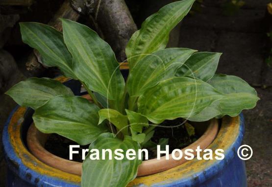 Hosta Frostbite